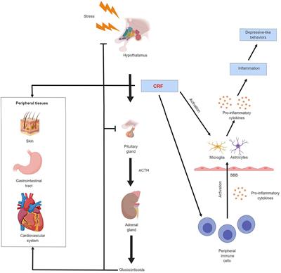 Role of Corticotropin Releasing Factor in the Neuroimmune Mechanisms of Depression: Examination of Current Pharmaceutical and Herbal Therapies